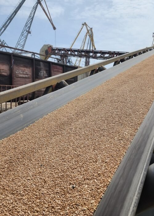 Wheat,Seeds,,Grain,Products,Moving,On,Conveyor,Belt